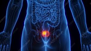 Bladder Care illustration